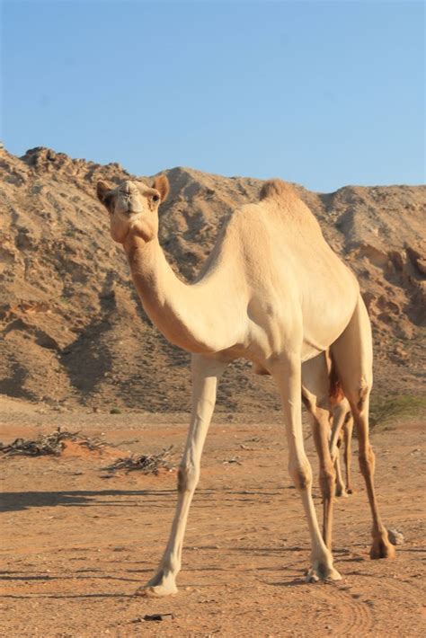 Who Is The Founder Of World Camel Day Camel4all