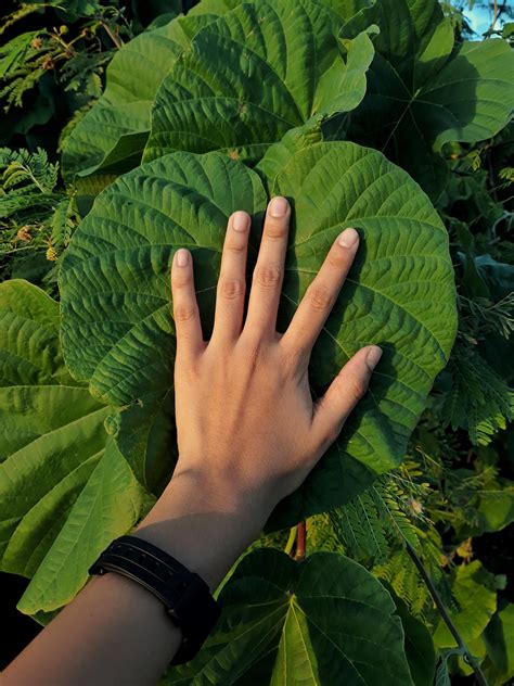 James barilla with my backyard junglejames barilla with my backyard jungle today we have james barilla on the show to talk about his book, my backyard jungle. My backyard is a jungle. : plants