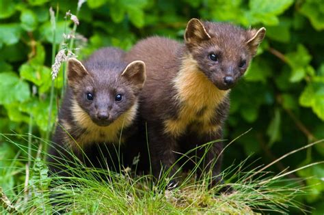 Woodland Trust Project To Reintroduce Pine Martens To The