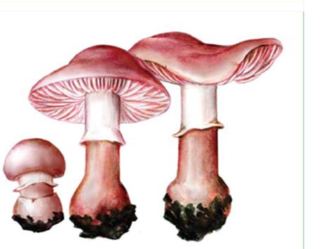 Світ грибів України » Limacella steppicola