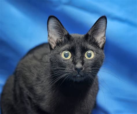 Surprised Black Cat Stock Image Image Of Whisker Purr 37902561