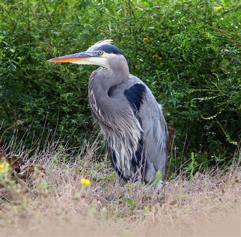 Great Blue Heron Standing In The Grass Stock Image Image Of Bird