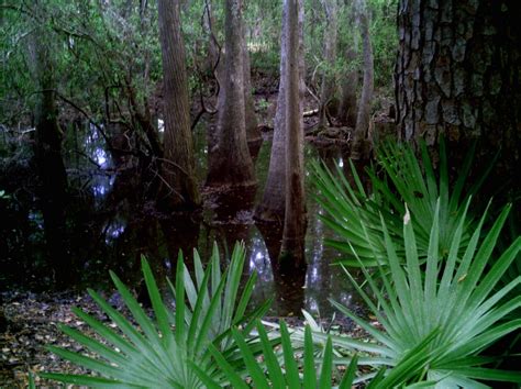 Floridaswamp2 1600×1198 Tree Swampland Plants