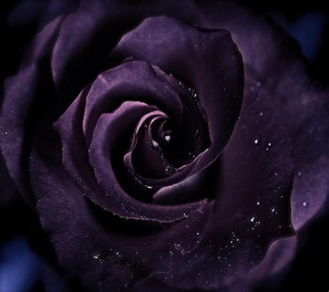 Dark Purple Flower Wallpapers Top Những Hình Ảnh Đẹp