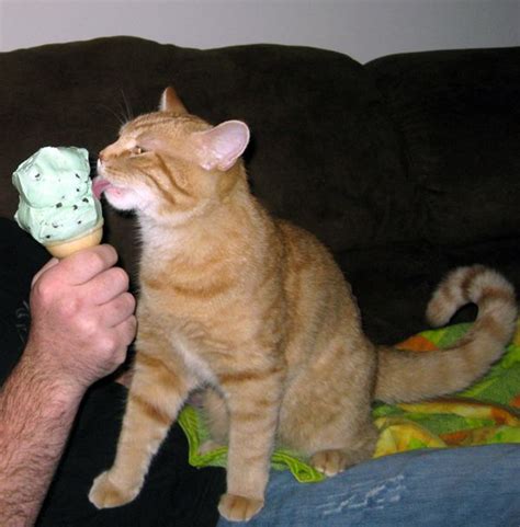 Pin By Michele Mckenzie Bobbitt On ~kitty Cats And Ice Cream With Images