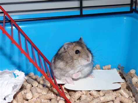 The Best Rat Cage Options For Pets In 2023 Bob Vila