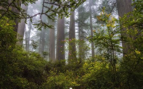 California Redwoods Wallpapers Top Free California Redwoods