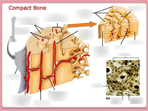 Anatomy Compact Bone Diagram Diagram Quizlet