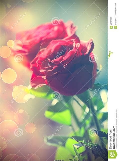 Red Roses Stock Photo Image Of Event Garden Beautiful 49586380