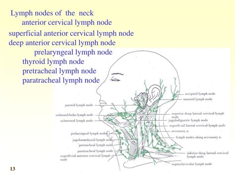 Anterior Cervical Lymph Nodes