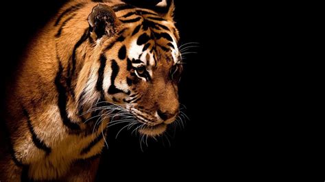 Tiger On Black Background Phone Wallpapers