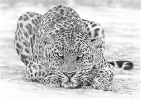 Panthera Pardus Leopard By Spcarlson On Deviantart
