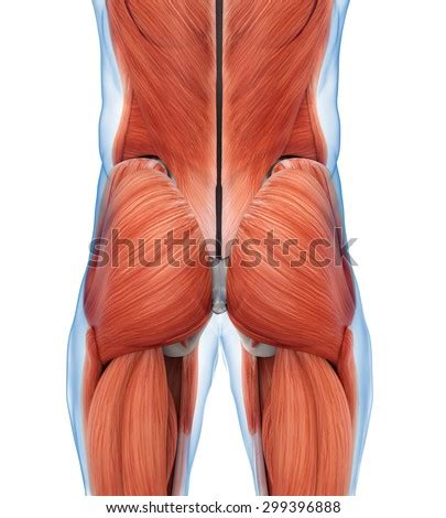 The sacrum bone is almost always noticeable, no matter what the body type right: Tailbone Stock Images, Royalty-Free Images & Vectors | Shutterstock