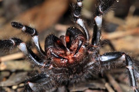 Find a glass jar with a wide mouth. The 3 Most Common And Dangerous Sydney Spiders ...