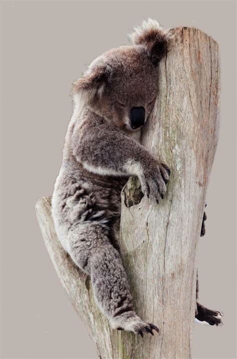 Sleepy Koala Cute Baby Animals Cute Animals Baby Animals