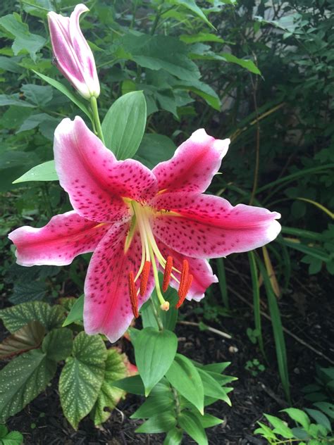Tiger Lily Mid July 2015 Tiger Lily Plants Lily