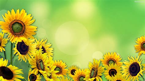 Anime Sunflower Hd Wallpapers Wallpaper Cave