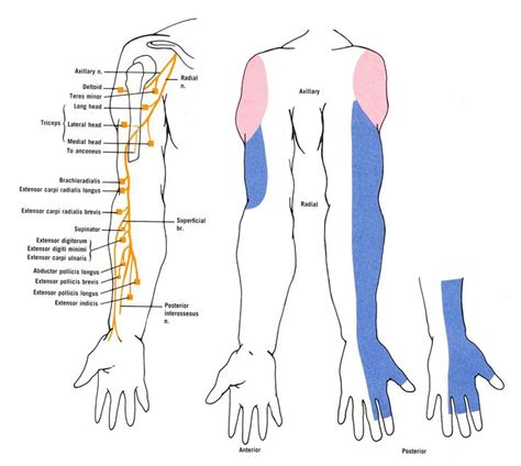 372 Best Upper Limb Images On Pinterest Physical Therapy Massage