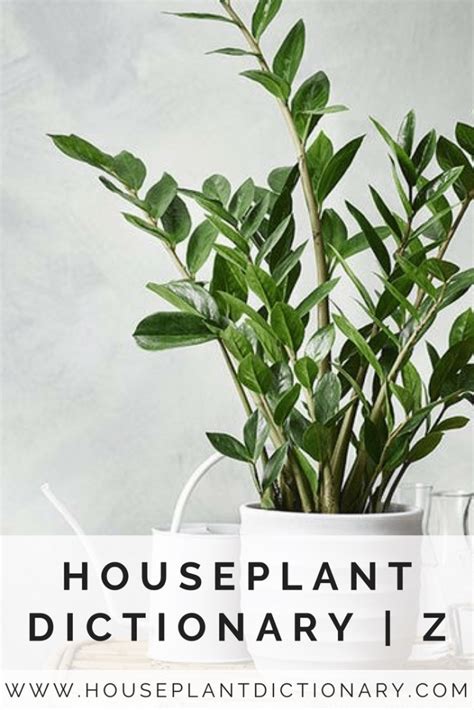 Houseplant Dictionary Z Houseplant Dictionary House Plants