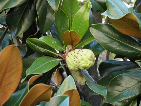 Also asked, is sweet woodruff poisonous? Magnolia grandiflora L. | Plants of the World Online | Kew ...