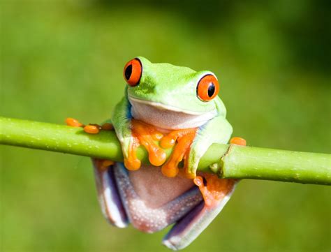 The size and species of the frog, among others, will have a direct impact on the specific choices of food to feed them. What Do Tree Frogs Eat - Pet Ponder