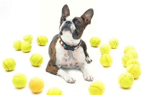 Why Dogs Love Tennis Balls The Science Behind Their Obsession Bark