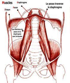 Psoas Iliaque Anatomie D Un Muscle Vital Pour Votre Dos Anatomie Des Muscles Anatomie Du