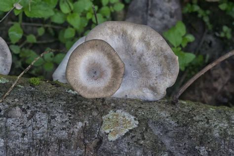 Inedible Wild White Wood Mushrooms Sprouting From The Decay Branch