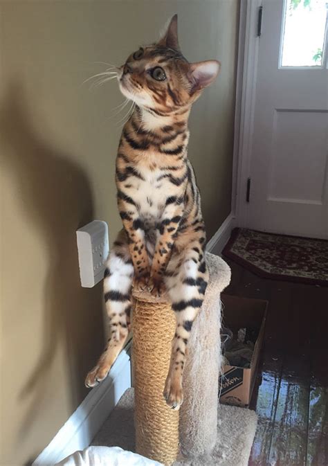 23 Funny Pictures Of Cats Acting Weird Top13