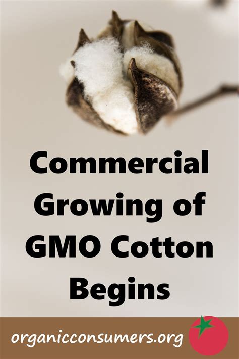 Commercial Growing Of Gmo Cotton Begins Growing Food Processor