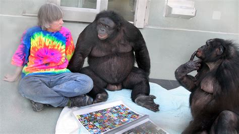 To Communicate With Apes We Must Do It On Their Terms — Nova Next Pbs
