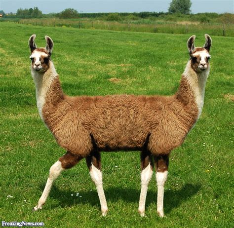Two Headed Llama In A Field Pictures