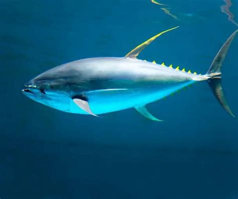 Tuna Fish Fun Facts For Kids