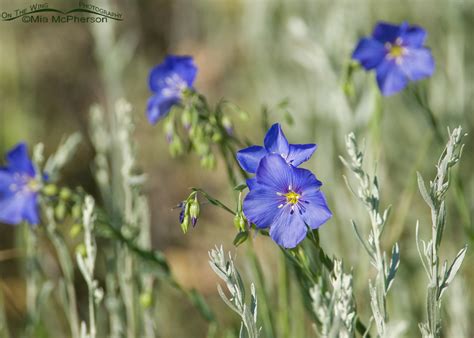 Wild Blue Flax In The High Uintas Mia Mcphersons On The Wing Photography