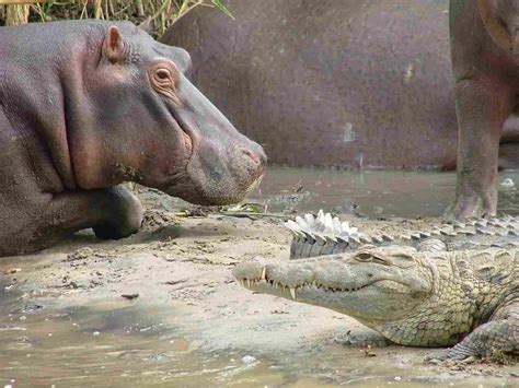 Hippo Vs Crocodile Size Weight Ecological Comparison