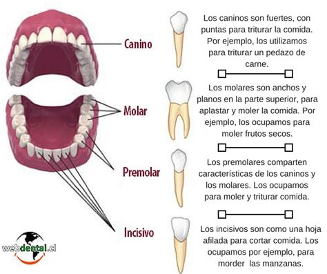 Todas Las Partes De La Dentadura Humana ¡con ImÁgenes