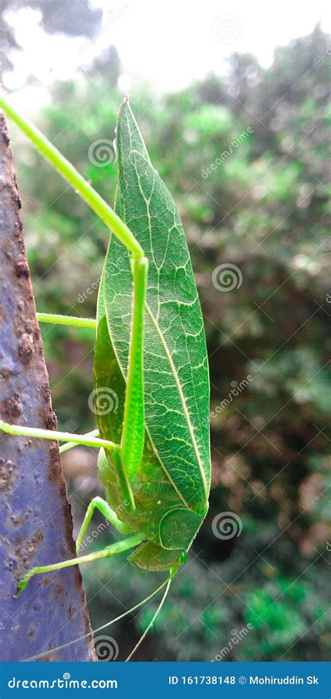 Green Grasshopper Also Calls Leaf Bugs That Looks Like A Leaf Stock