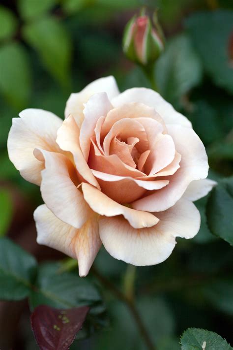 Hybrid Tea Rose Rosa Julias Rose Aka Chocolate Rose Uk 1976