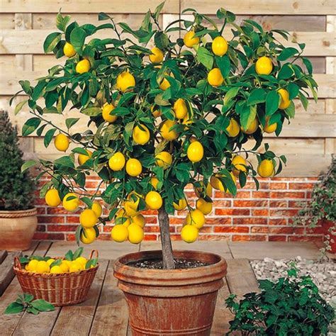 Drzewko Cytrynowe Cytryna Lemon Lover Sadzonka Plumeriapl