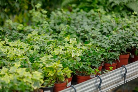 The Ultimate Guide For Taking Care Of Your English Ivy Plant Care For