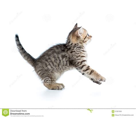 Funny Jumping Cat Kitten Stock Photo Image Of Playful