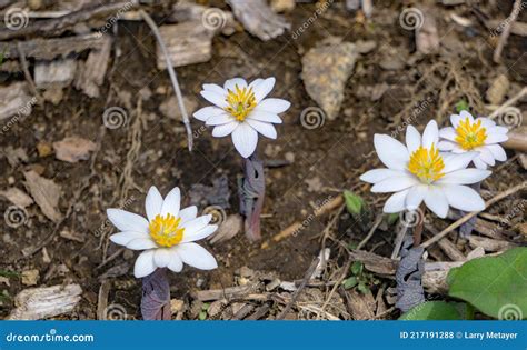 Group Of Bloodroot Wildflowers Sanguinaria Canadensis Stock Photo