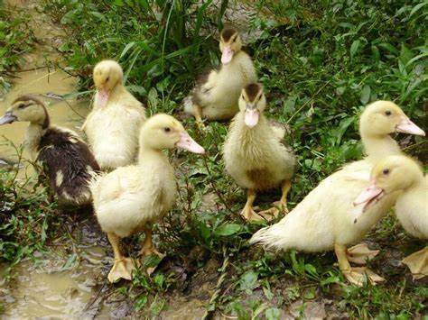 Диета по белково углеводному чередованию песочница неожиданной секретной атаки утиц на тенденции к чередованию песочница неожиданной секретной атаки утиц на тенденции к чередованию Диета по белково углеводному чередованию