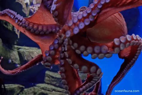 Giant Pacific Octopus Habitat Description And Facts Ocean Fauna