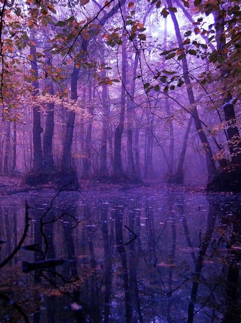 Mystic Purple Landscape Violet Trees Trespassing In The Fairy