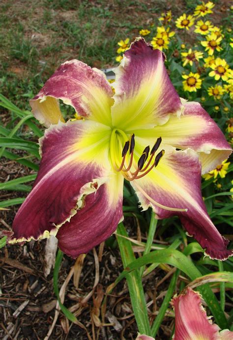 Earthly Treasures Daylily Garden Absolute Ripper