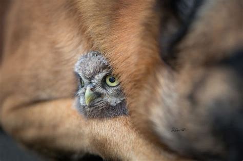 These 50 Photos Of Ingo The Dog And His Owl Friends Is The Only Thing