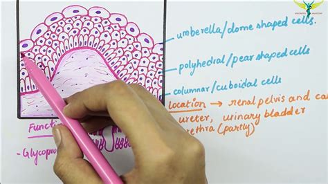 Transitional Epithelium Youtube