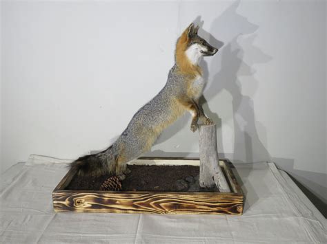 Gray Fox Life Size Mount On Terrain Base P 112cf Mounts For Sale
