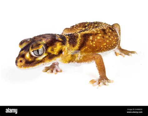 A Smooth Knob Tail Gecko Nephrurus Levis Levis On A White Background